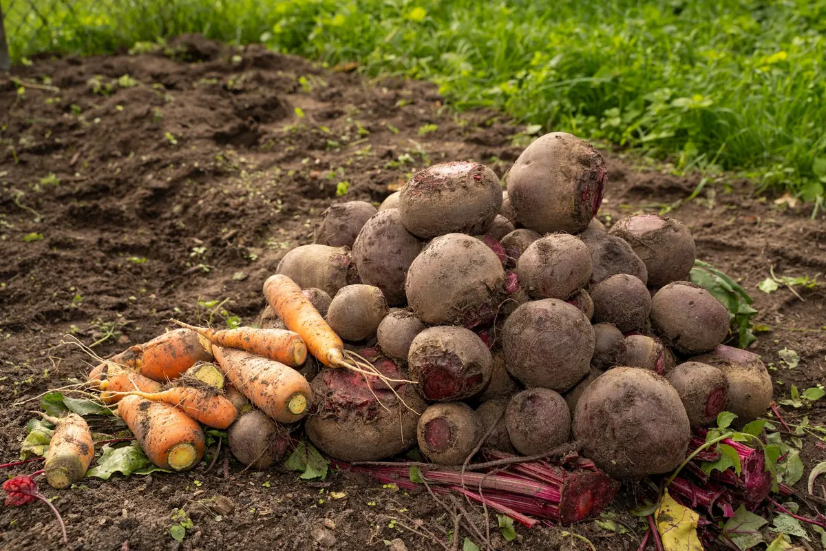 Autumn Vegetable Garden Checklist for UK Growers