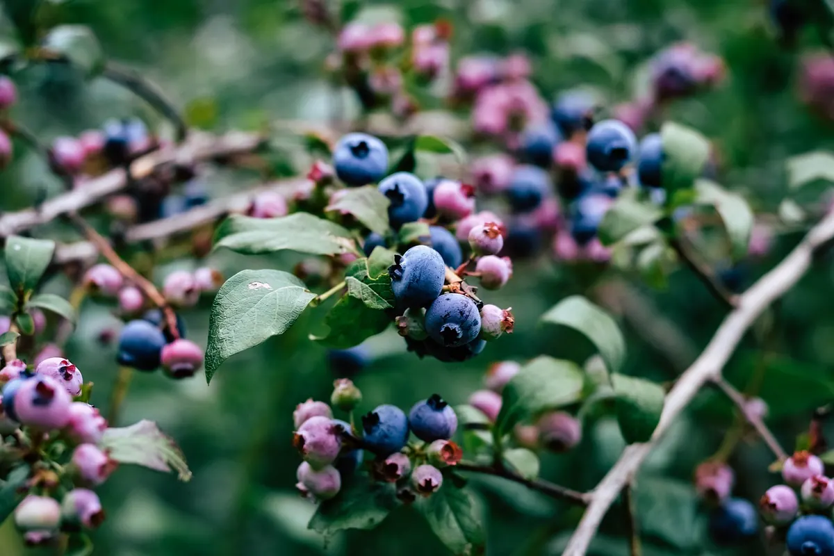 How to Grow Blueberries in Acidic Compost