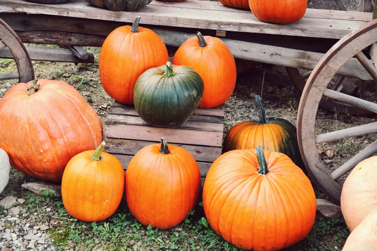 How to Tell When Squash and Pumpkins Are Ripe