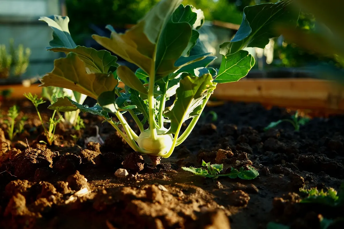No-Dig Vegetable Beds for Beginners: Pros and Cons